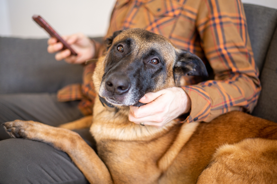 ração crua liofilizada para cães